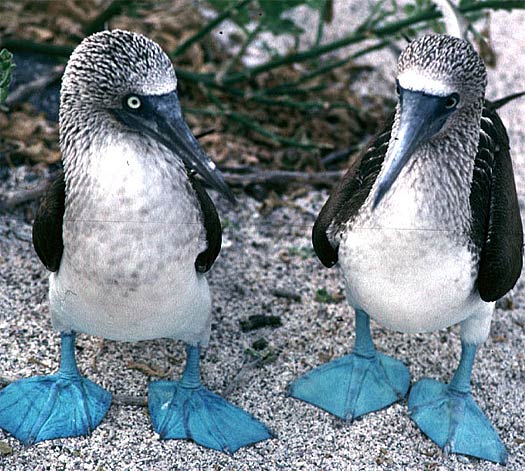 Young blue-footed boobies